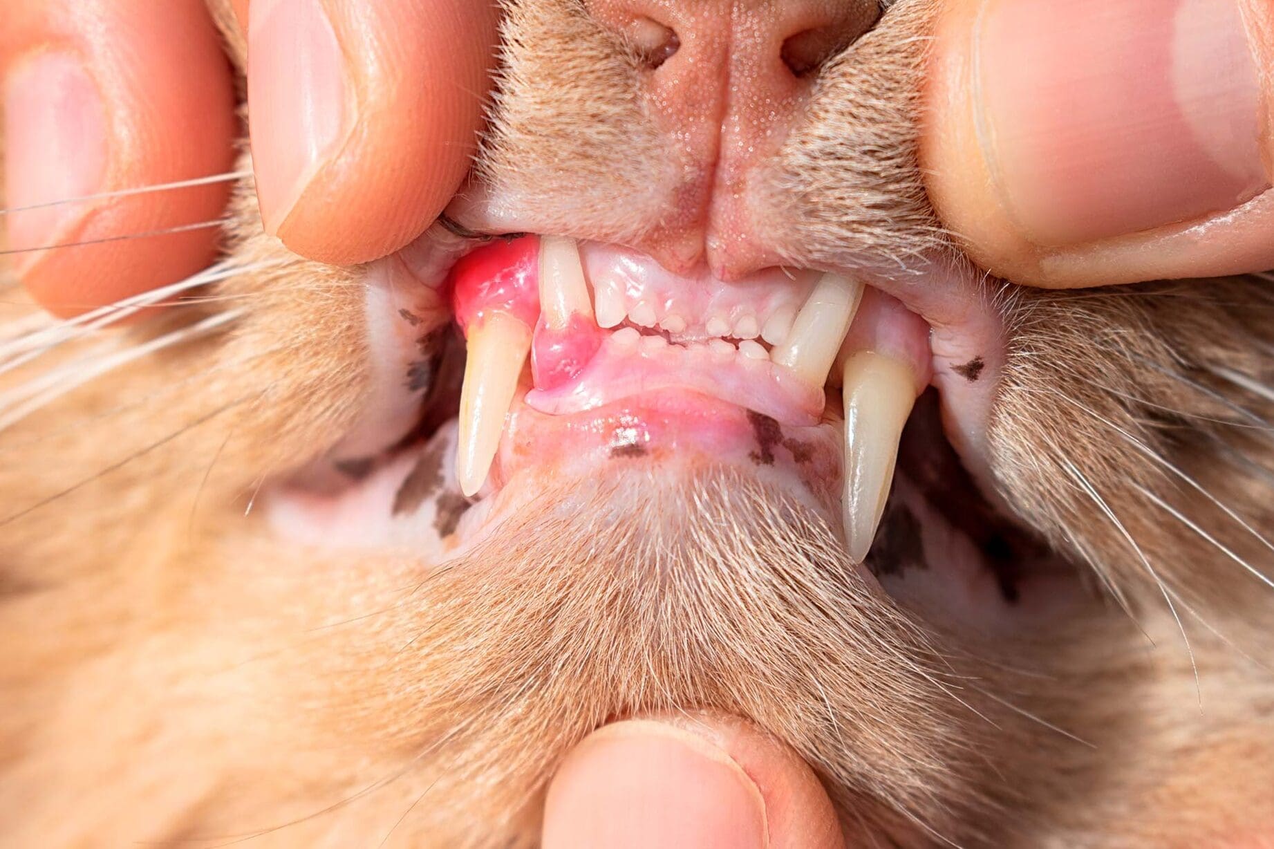 Comment soulager un chat dans la gorge ?