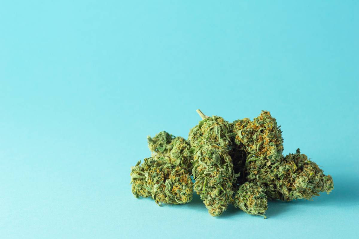 Fleur de CBD : arômes, souches et conformité légale